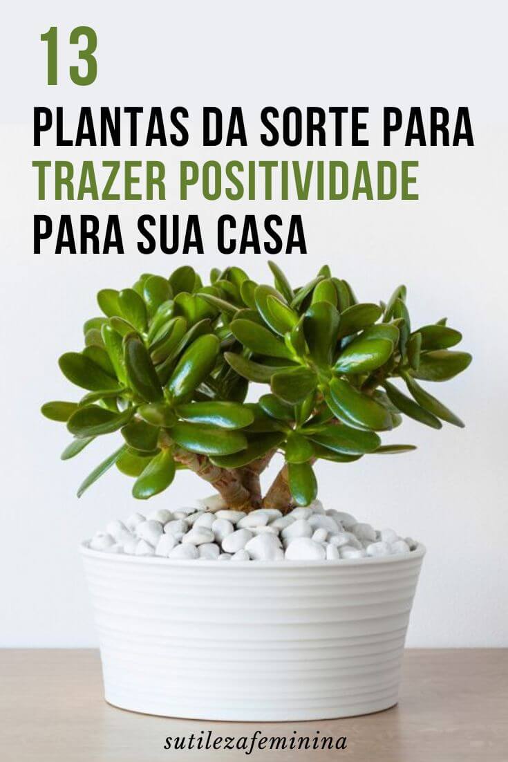 13 Plantas Da Sorte Para Trazer Positividade Para Sua Casa