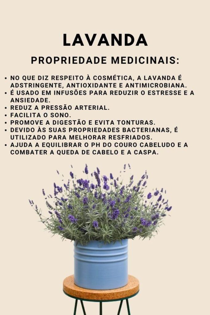 8 Ervas Medicinais Que Podemos Cultivar Facilmente Em Casa