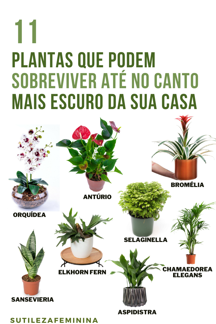 PLANTAS PARA CANTOS ESCUROS DA CASA – PARTE 1 – EDUQUE SEUS CLIENTES!