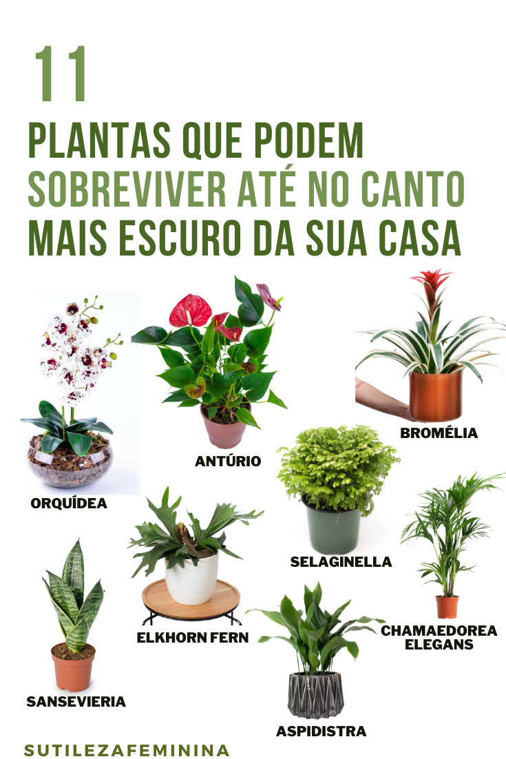 Plantas dentro de casa: veja as que mais se adaptam 