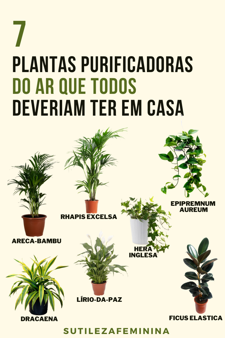 8 plantas que purificam o ar para cultivar em casa