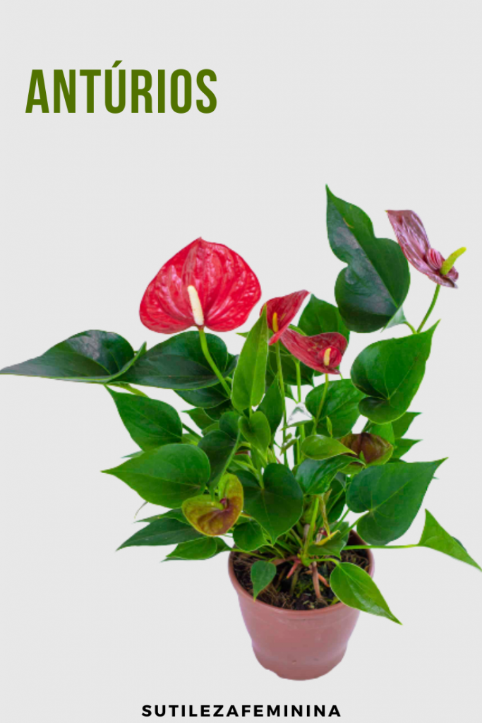 12 Lindas plantas que podem sobreviver até em ambientes escuros