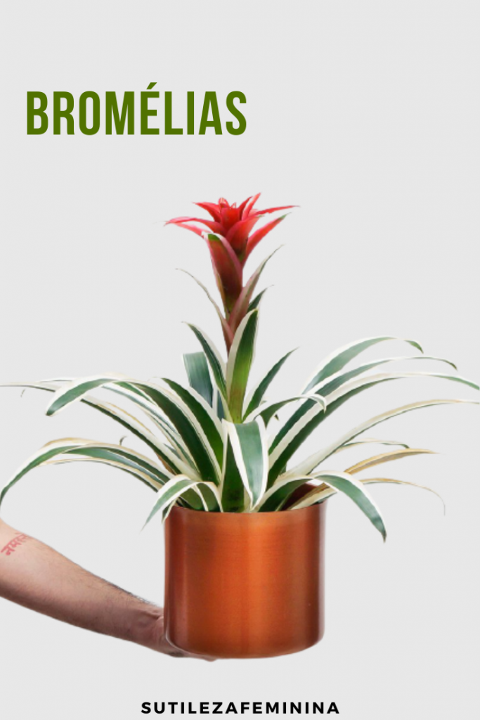 12 Lindas plantas que podem sobreviver até em ambientes escuros