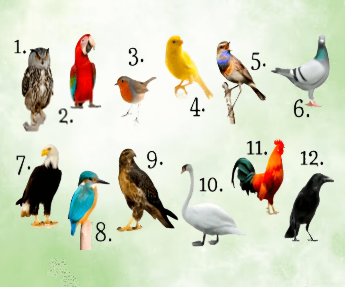 Descubra O Que O Pássaro Do Seu Mês De Nascimento Revela Sobre Você 