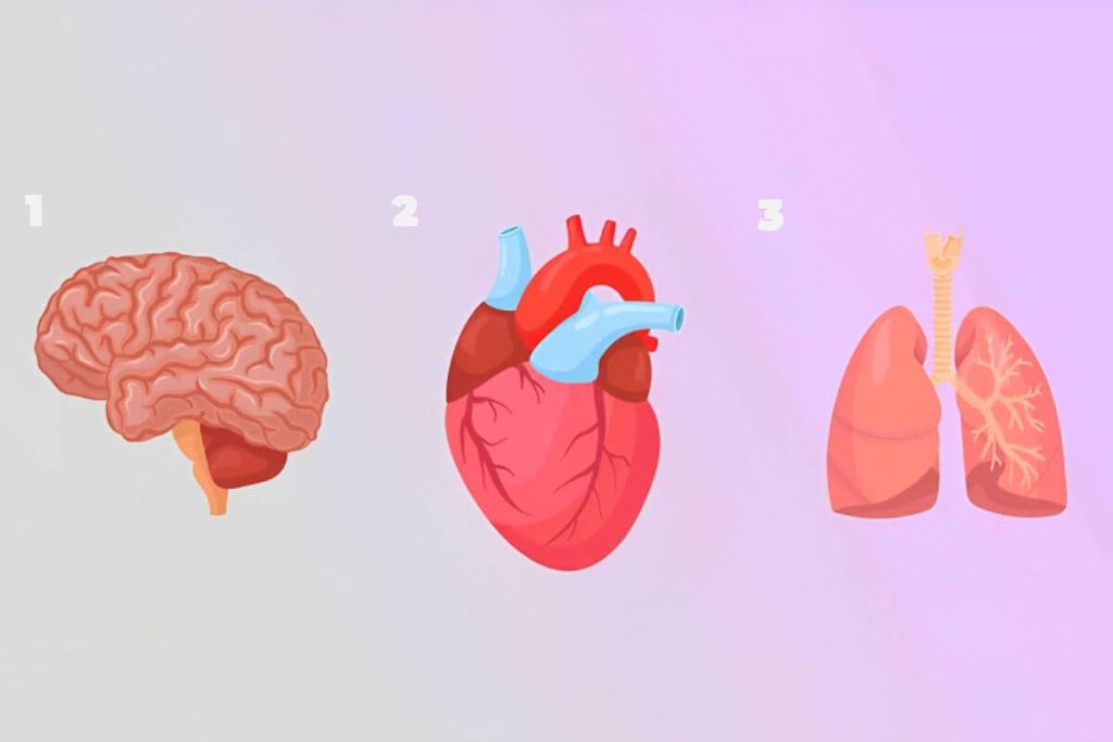 Teste de Personalidade Coração, Cérebro ou Pulmão? Suas escolhas