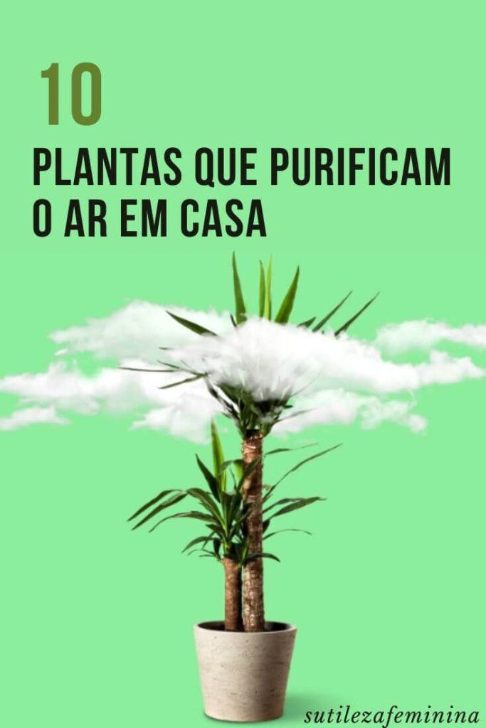 12 plantas capazes de sobreviver no canto mais escuro da sua casa !! 