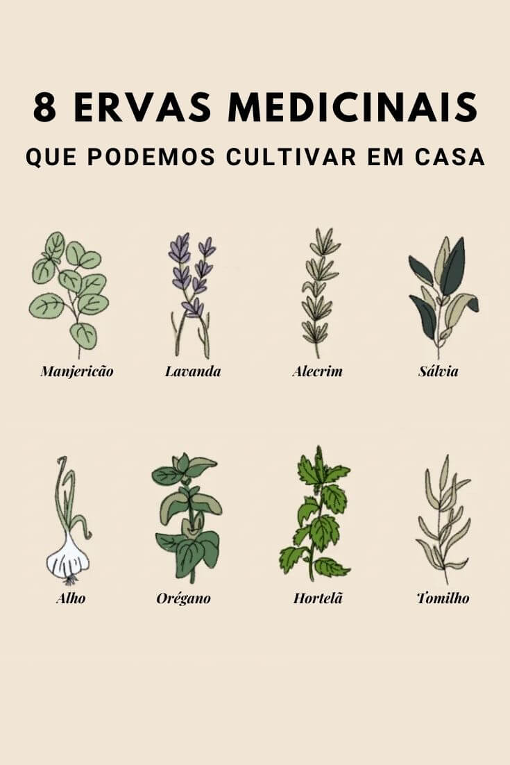 Ervas Medicinais Que Podemos Cultivar Facilmente Em Casa