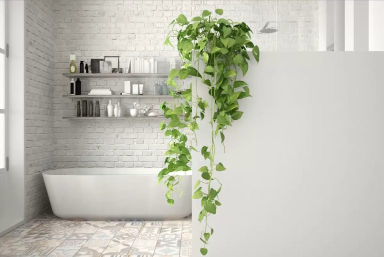 15 Melhores plantas para cultivar no banheiro