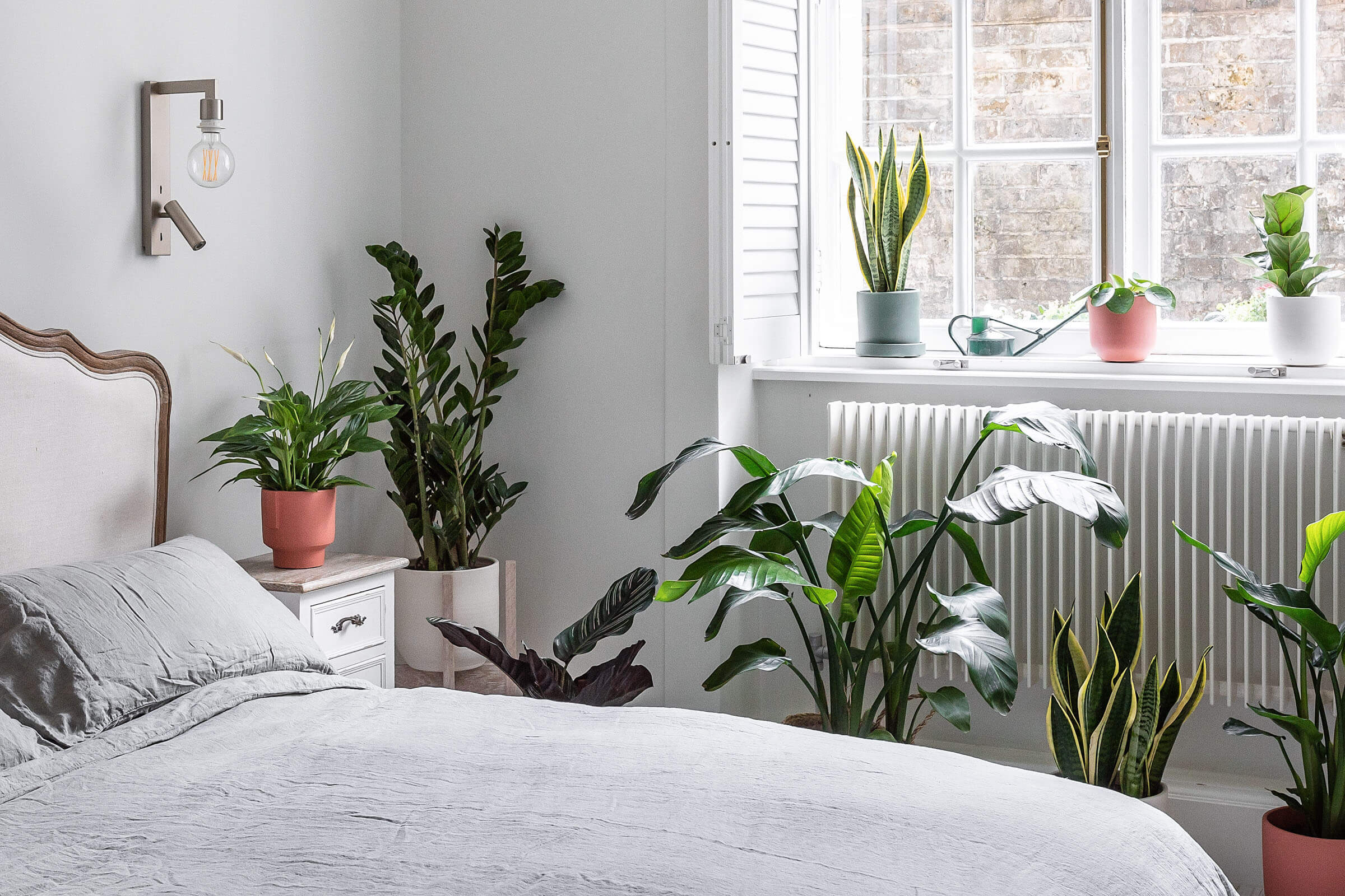 15 plantas para quarto que podem melhorar seu sono!