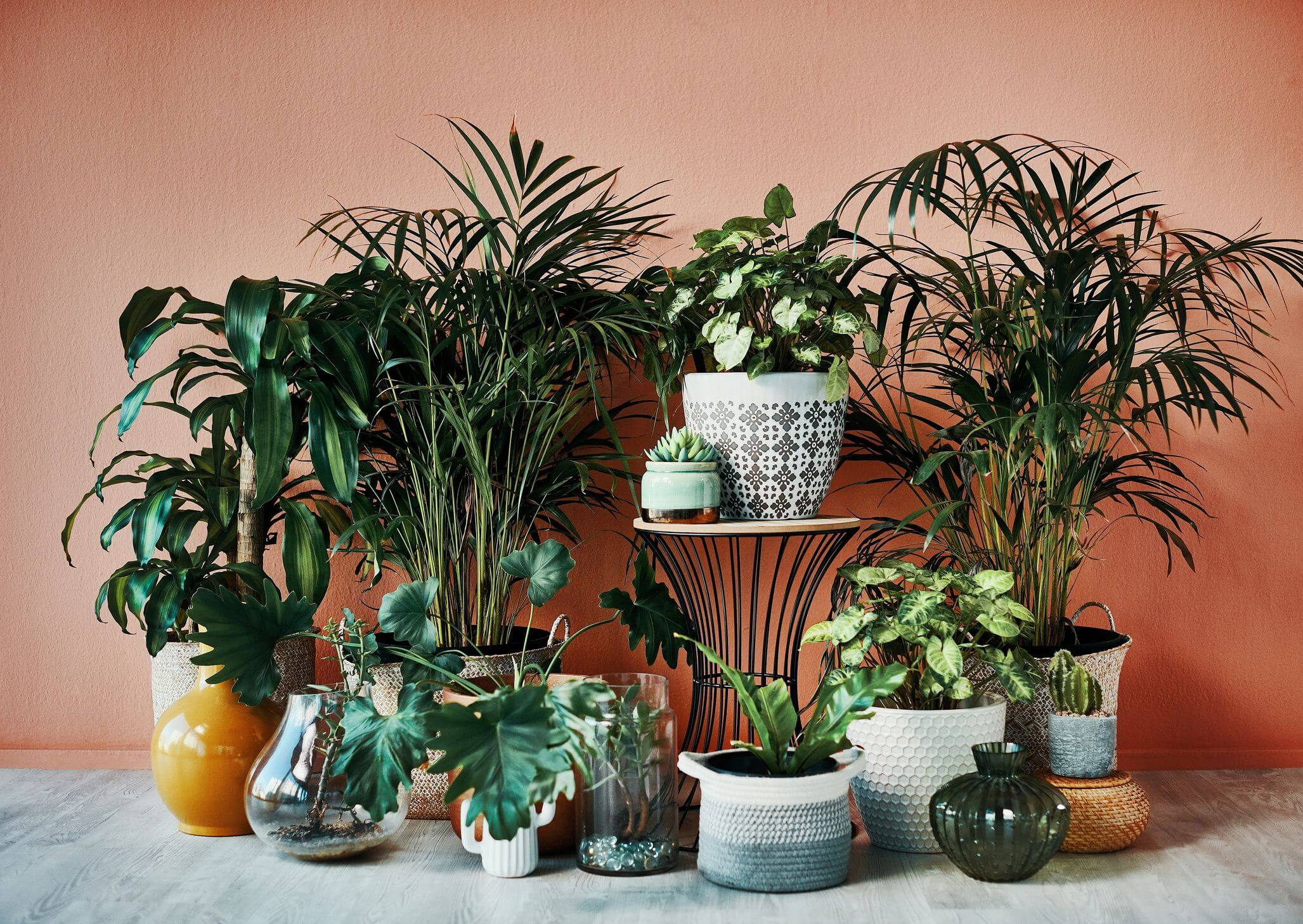 12 plantas para os cantinhos mais escuros da sua casa