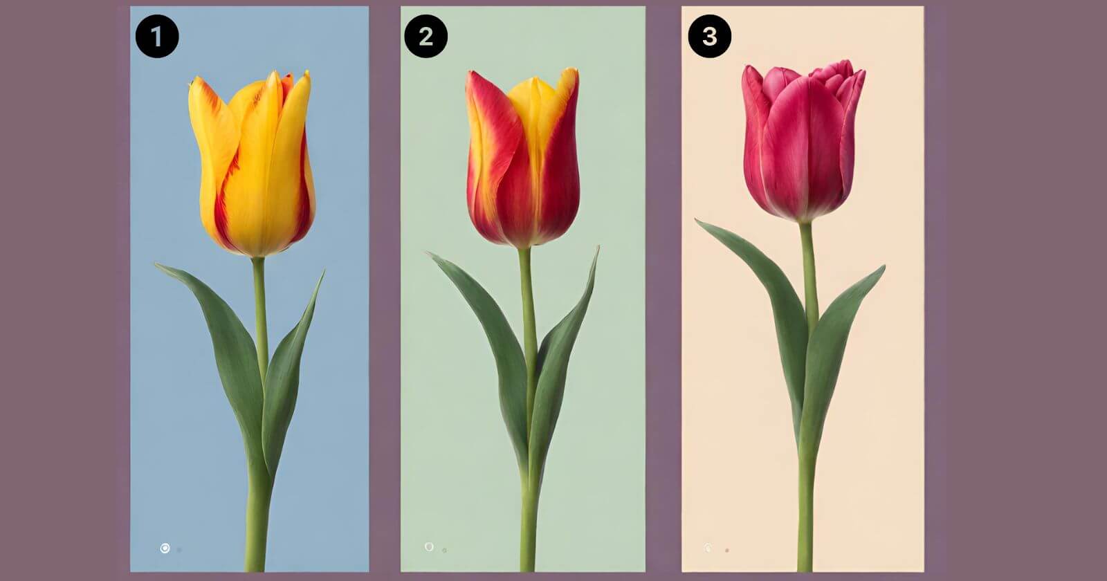 três tulipas diferentes uma da outra